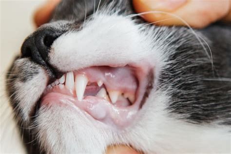  This is uncomfortable for your cat and can lead to dental issues, tooth decay, and excess bacteria in the mouth